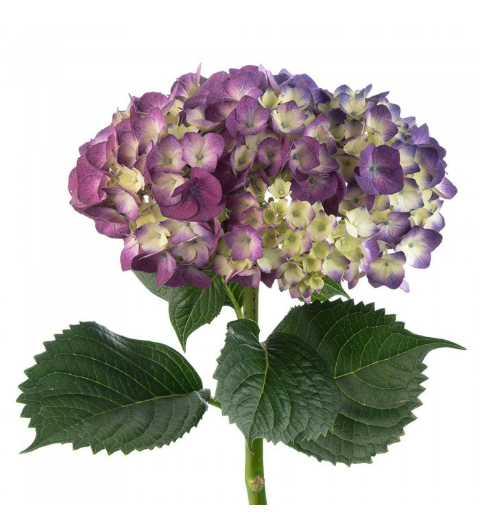 Purple Bi-Color Hydrangea Bunch