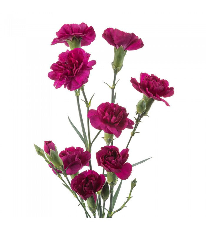 Purple Mini Carnations Bunch