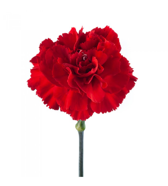 Red Carnation Bunch