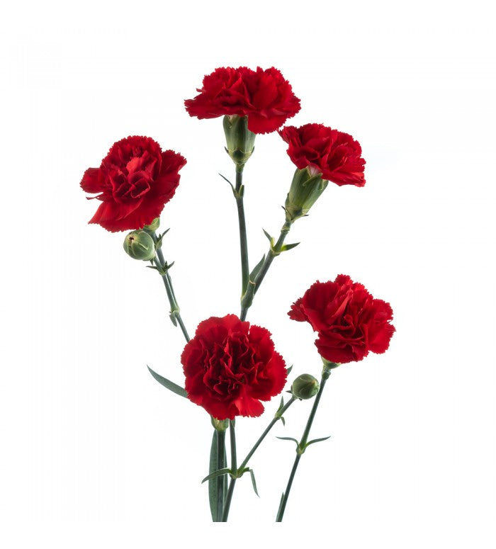 Red Mini Carnations Bunch