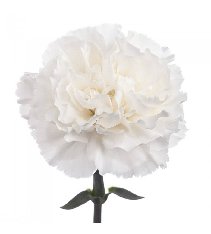 White Carnation Bunch