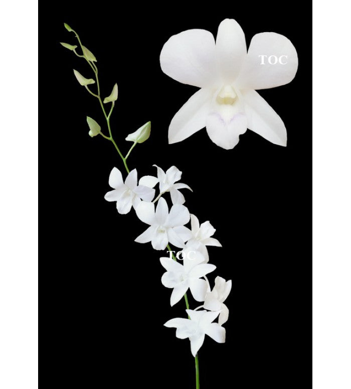 White Dendrobium Orchid Bunch