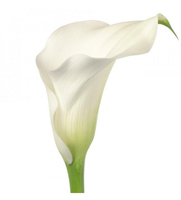 white mini calla lily bouquet White Mini Calla Lilies White / 100 Stems
