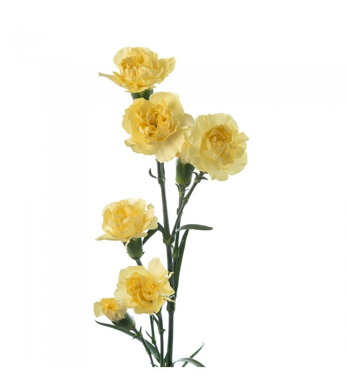 Yellow Mini Carnations Bunch