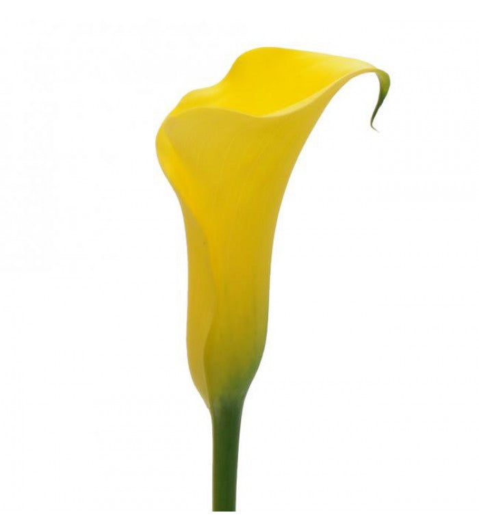 Yellow Mini Calla Lily Bunch
