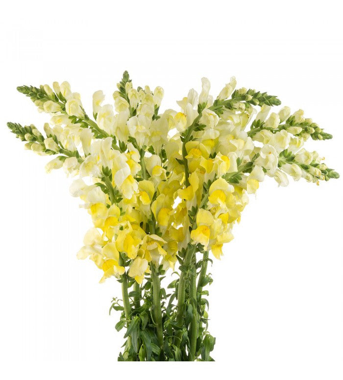 Snapdragon Bunch Yellow Snapdragon Bouquet